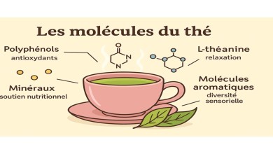 Les molécules du thé : antioxydants, caféine et bienfaits